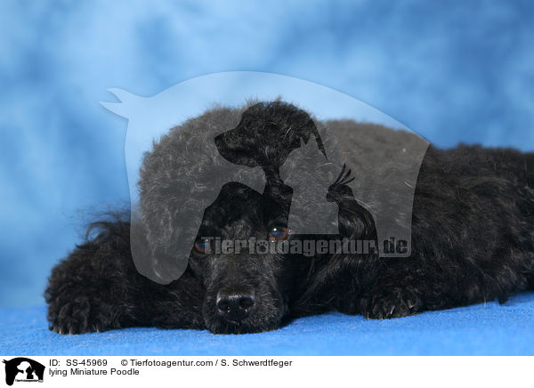 lying Miniature Poodle / SS-45969