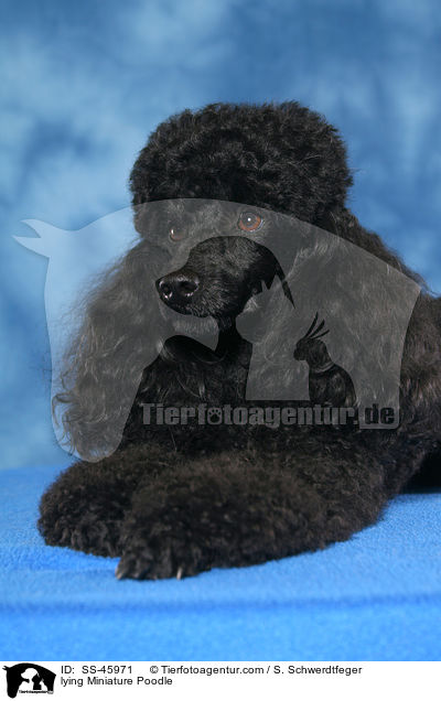 lying Miniature Poodle / SS-45971