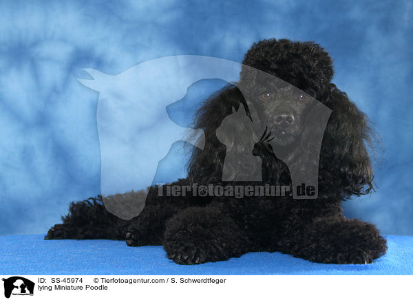 lying Miniature Poodle / SS-45974
