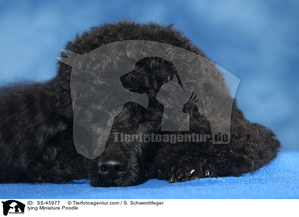 liegender Zwergpudel / lying Miniature Poodle / SS-45977