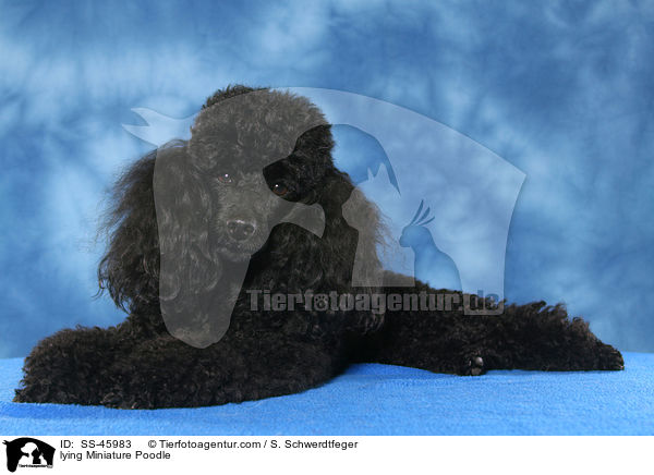 lying Miniature Poodle / SS-45983