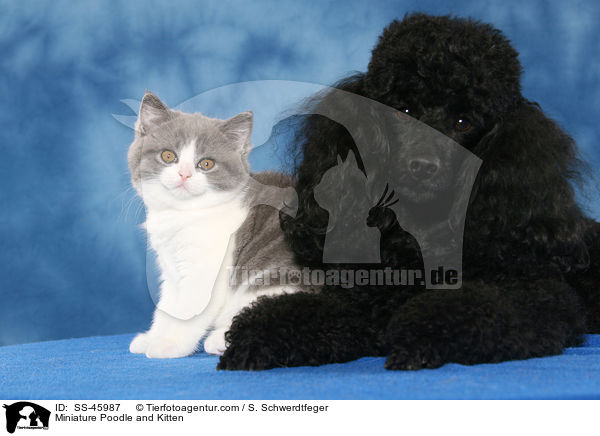 Miniature Poodle and Kitten / SS-45987