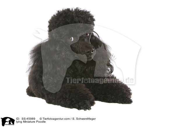 lying Miniature Poodle / SS-45989