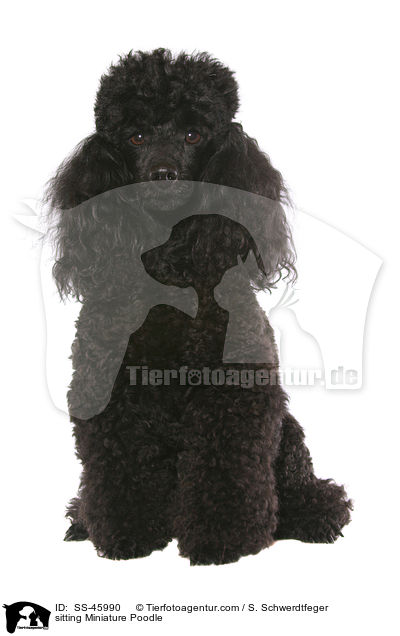 sitting Miniature Poodle / SS-45990