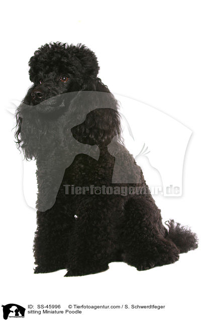 sitting Miniature Poodle / SS-45996