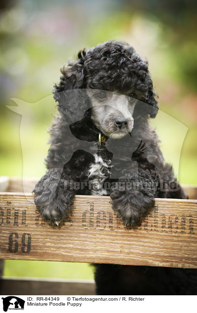 Miniature Poodle Puppy / RR-84349