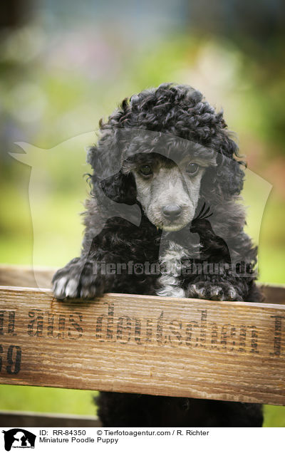 Zwergpudel Welpe / Miniature Poodle Puppy / RR-84350