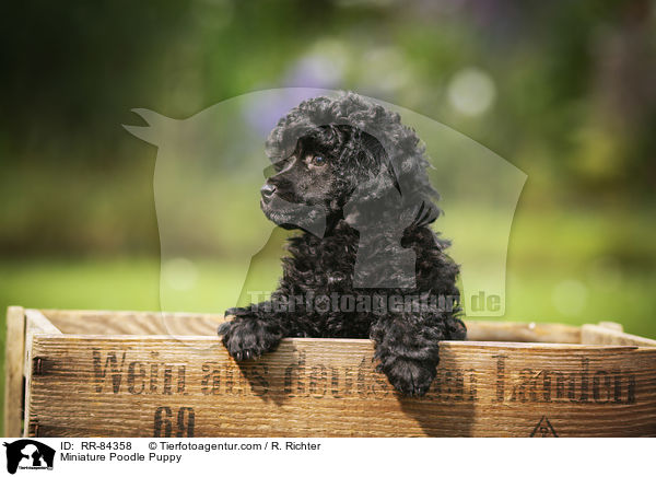 Miniature Poodle Puppy / RR-84358