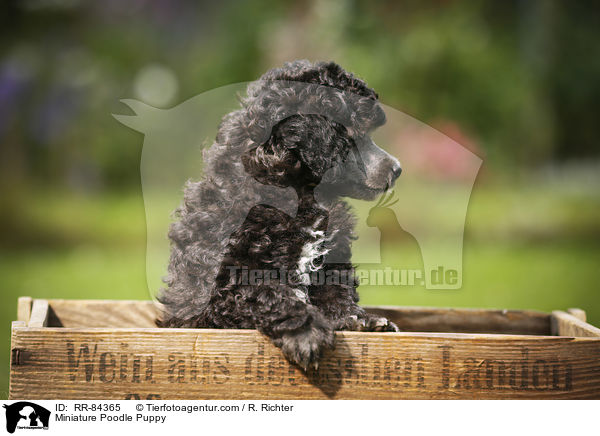 Miniature Poodle Puppy / RR-84365