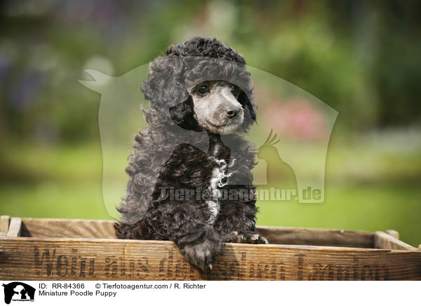 Miniature Poodle Puppy / RR-84366