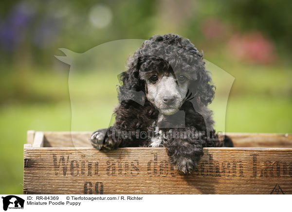 Miniature Poodle Puppy / RR-84369