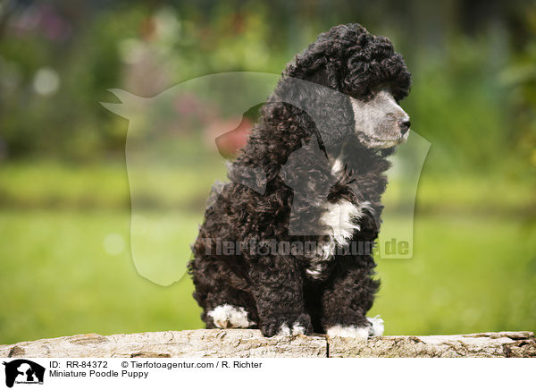 Zwergpudel Welpe / Miniature Poodle Puppy / RR-84372