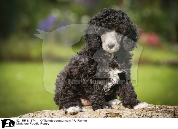 Miniature Poodle Puppy / RR-84374