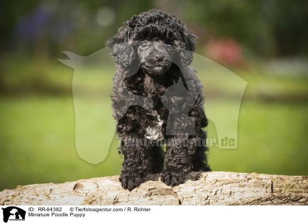 Zwergpudel Welpe / Miniature Poodle Puppy / RR-84382