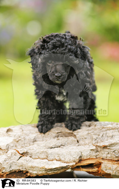 Zwergpudel Welpe / Miniature Poodle Puppy / RR-84383