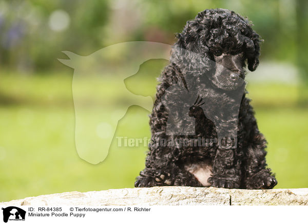 Miniature Poodle Puppy / RR-84385