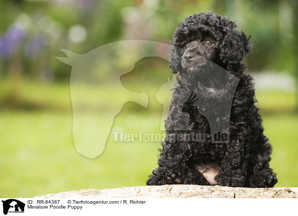 Miniature Poodle Puppy / RR-84387