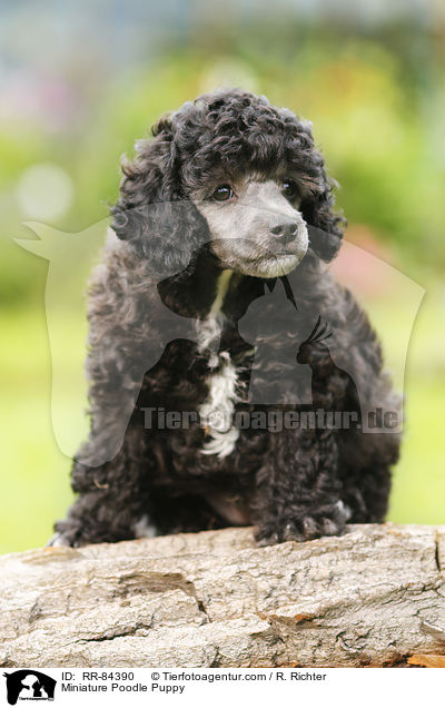 Miniature Poodle Puppy / RR-84390