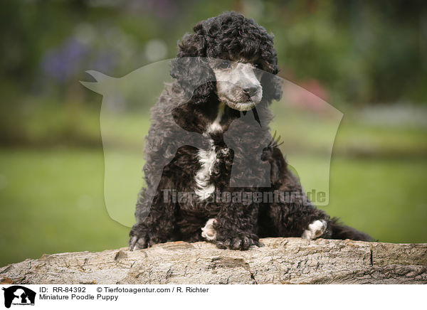 Zwergpudel Welpe / Miniature Poodle Puppy / RR-84392
