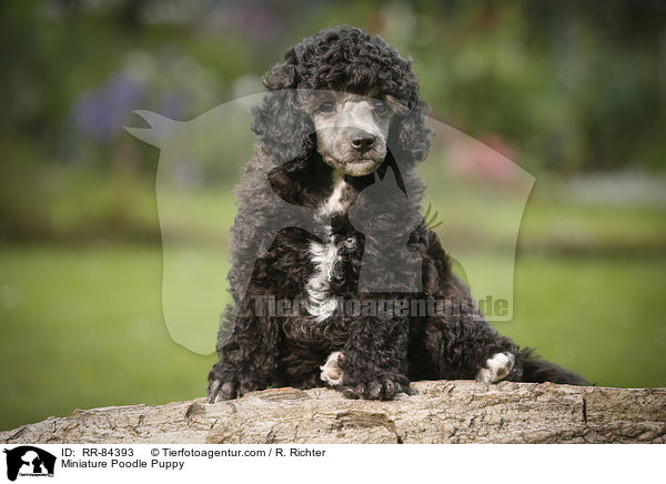 Zwergpudel Welpe / Miniature Poodle Puppy / RR-84393