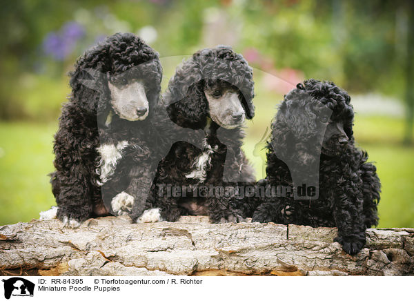 Zwergpudel Welpen / Miniature Poodle Puppies / RR-84395