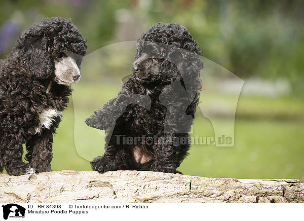 Zwergpudel Welpen / Miniature Poodle Puppies / RR-84398