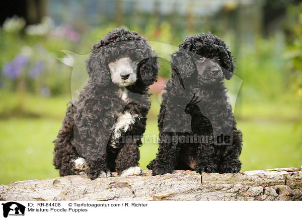 Zwergpudel Welpen / Miniature Poodle Puppies / RR-84408