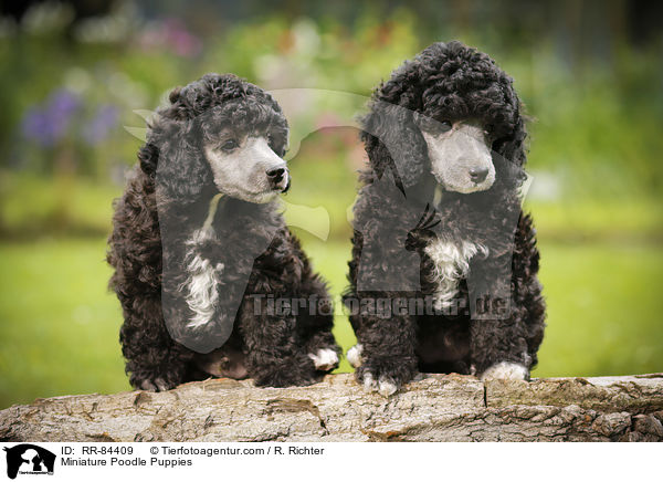 Zwergpudel Welpen / Miniature Poodle Puppies / RR-84409