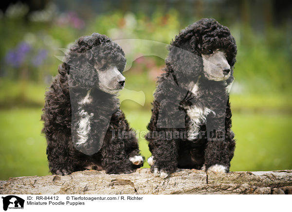 Miniature Poodle Puppies / RR-84412