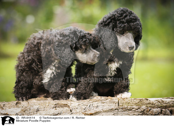 Zwergpudel Welpen / Miniature Poodle Puppies / RR-84414