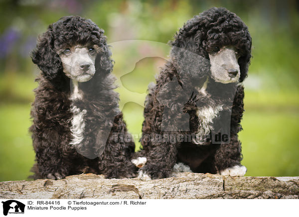 Zwergpudel Welpen / Miniature Poodle Puppies / RR-84416
