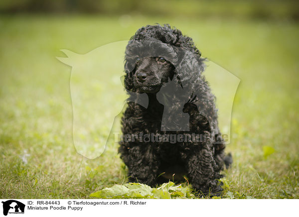 Miniature Poodle Puppy / RR-84443