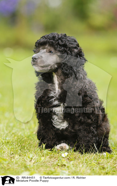 Miniature Poodle Puppy / RR-84451