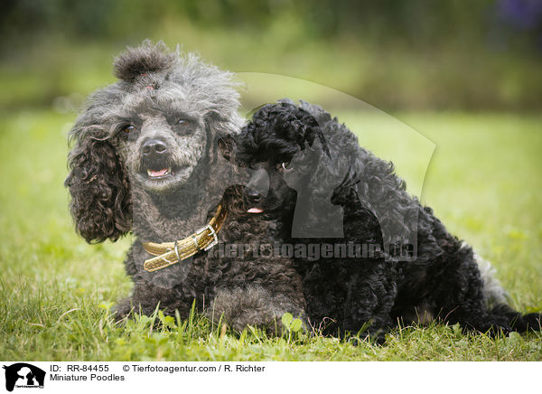 Miniature Poodles / RR-84455