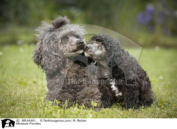 Zwergpudel / Miniature Poodles / RR-84461