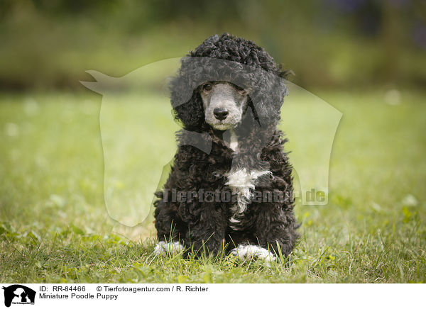 Miniature Poodle Puppy / RR-84466