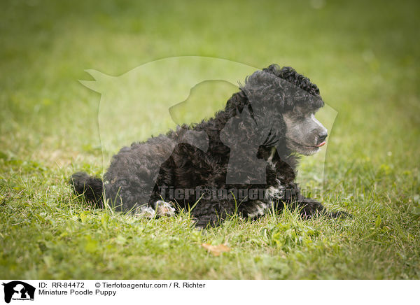 Miniature Poodle Puppy / RR-84472