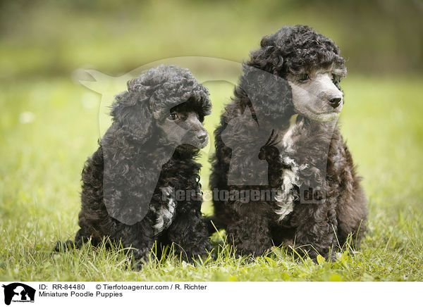 Miniature Poodle Puppies / RR-84480
