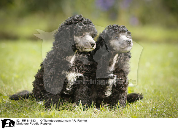 Miniature Poodle Puppies / RR-84483