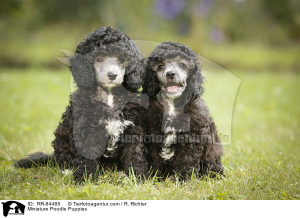 Miniature Poodle Puppies / RR-84485