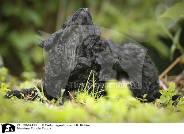Zwergpudel Welpe / Miniature Poodle Puppy / RR-84495