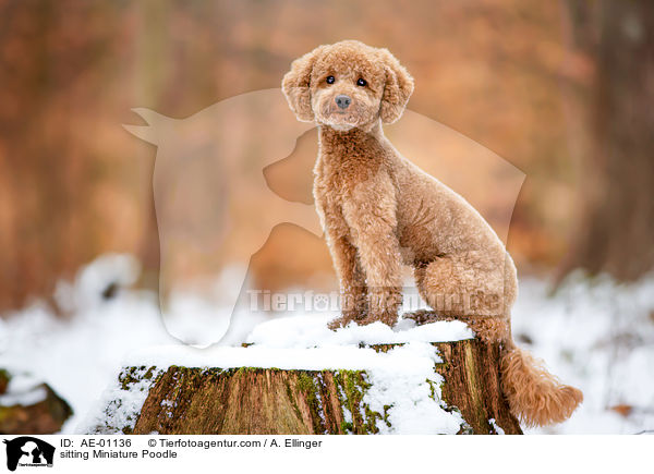 sitzender Zwergpudel / sitting Miniature Poodle / AE-01136