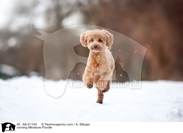running Miniature Poodle / AE-01140