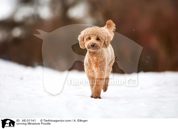 running Miniature Poodle / AE-01141