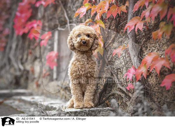 sitting toy poodle / AE-01541