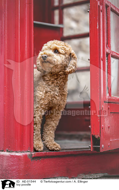 toy poodle / AE-01544