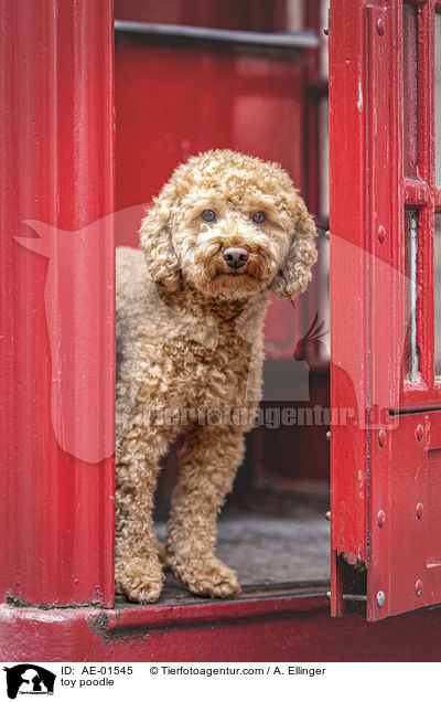 toy poodle / AE-01545