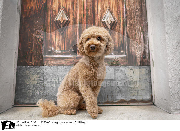 sitting toy poodle / AE-01546