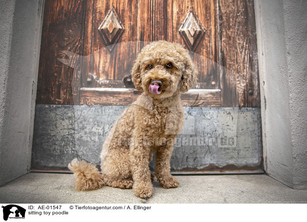 sitting toy poodle / AE-01547