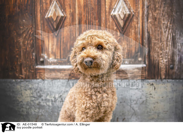 toy poodle portrait / AE-01548